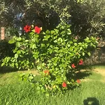 Sorina Kefalonia Willa *