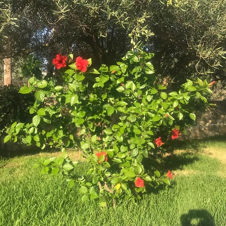 Sorina Kefalonia فيلة *